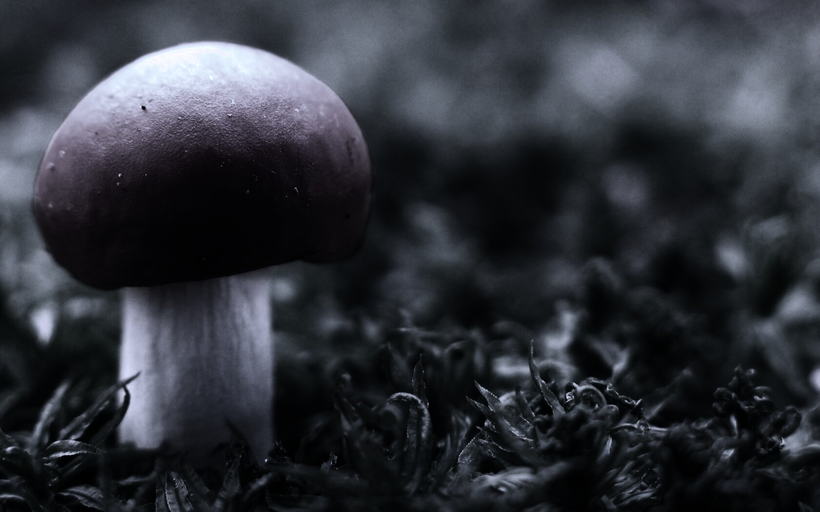 Грибок с красной шапкой обои