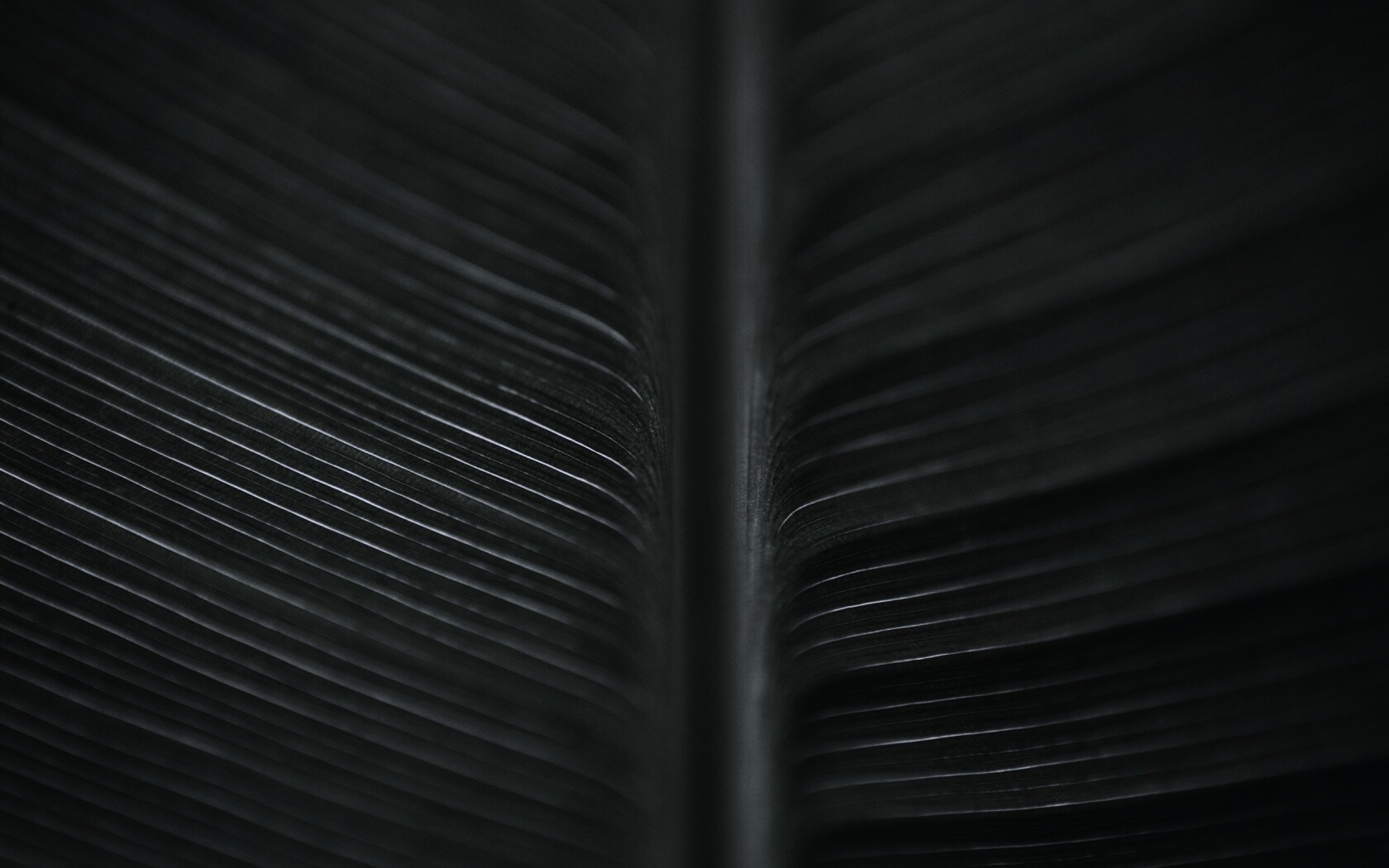 Макро фото листа обои