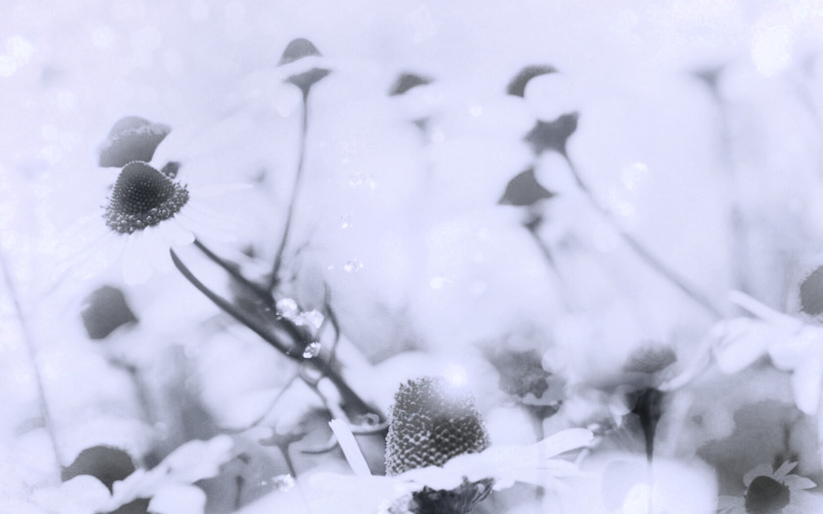 Летние цветы в лучах света обои