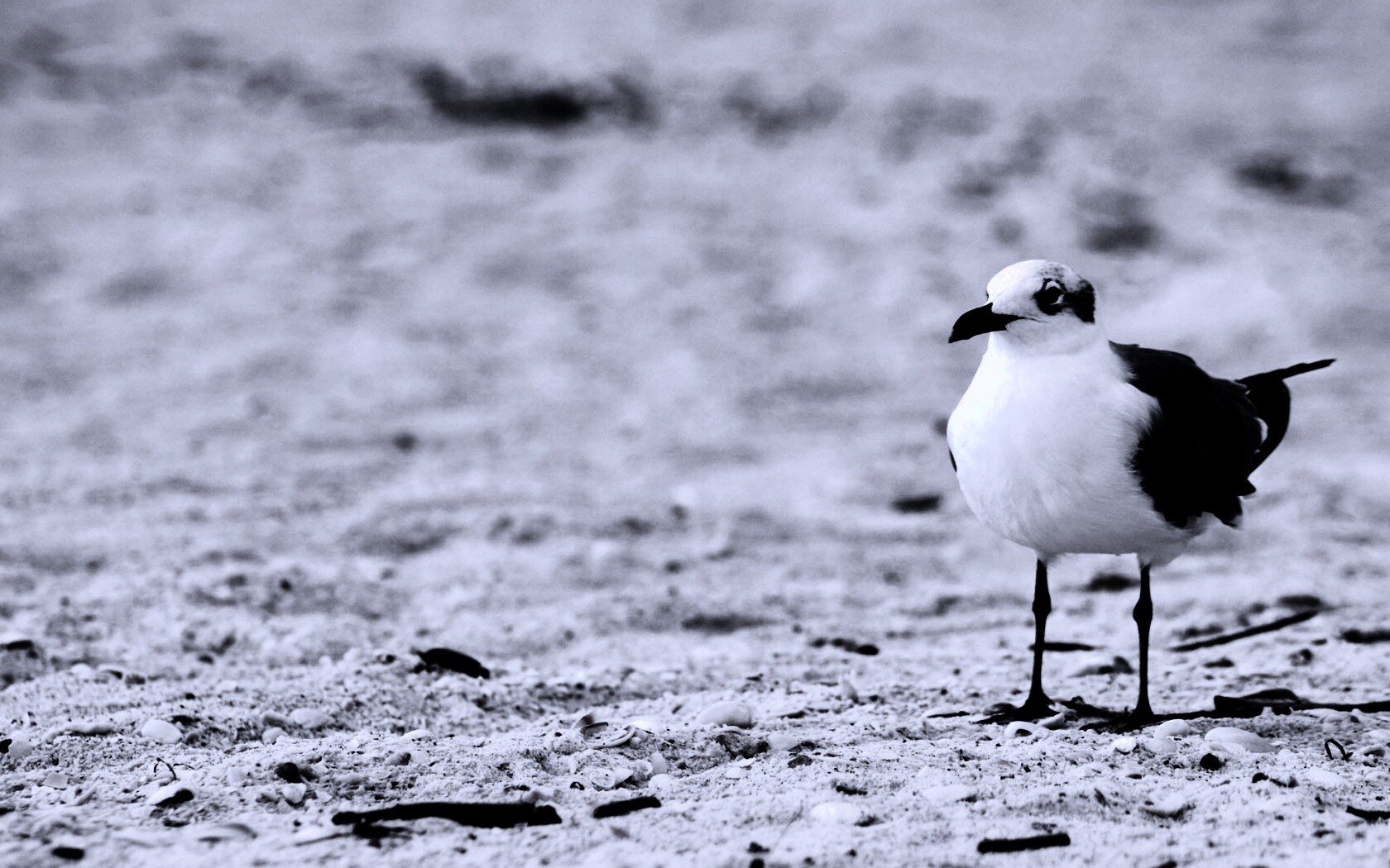 Важная чайка обои