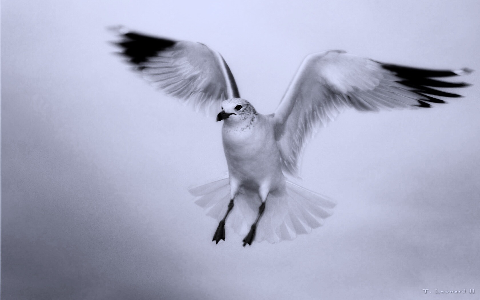 Гордая белая птица обои