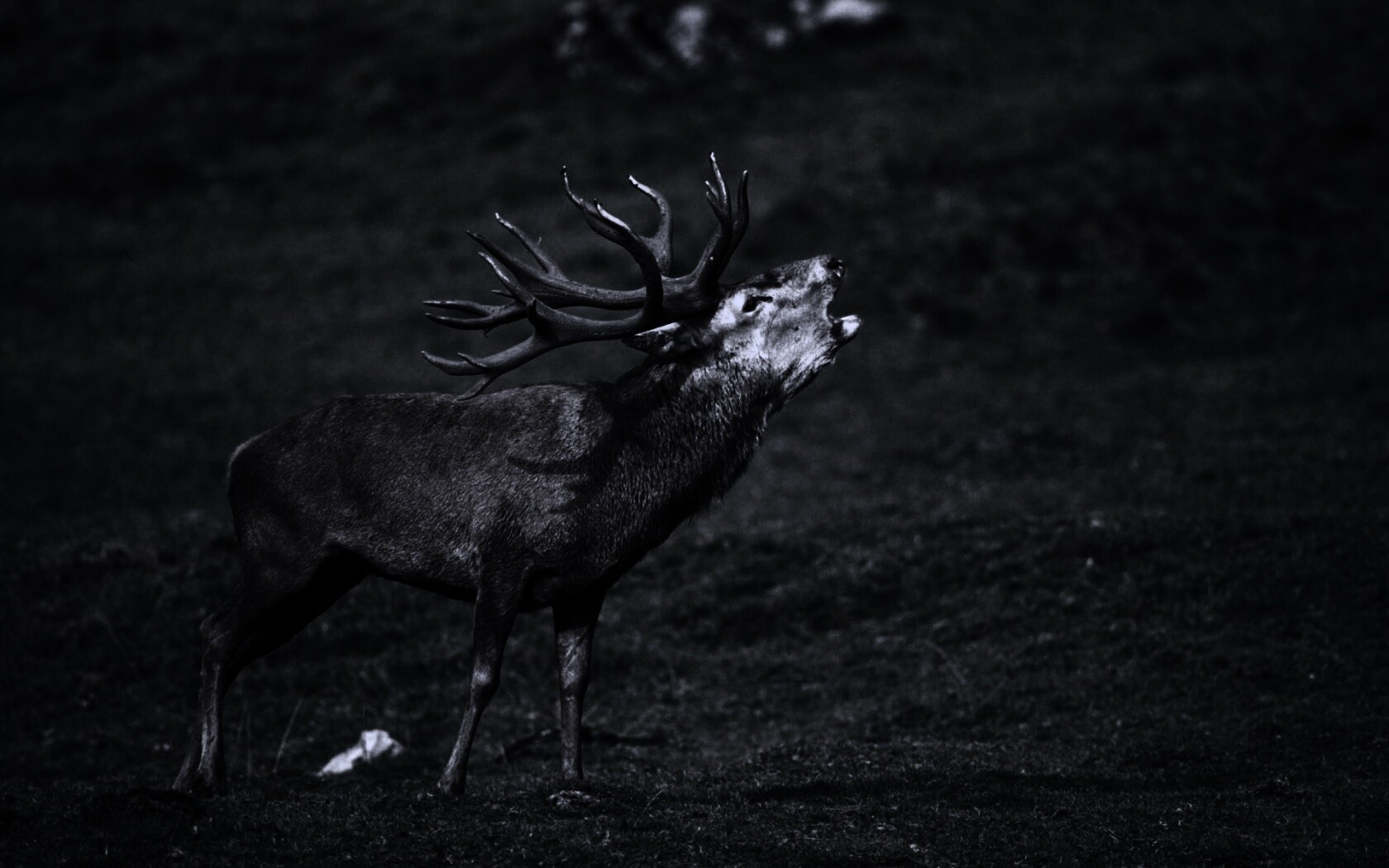 Лось зовёт сородичей обои