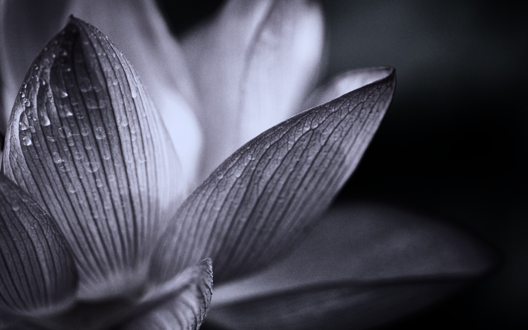 Лепестки цветов обои