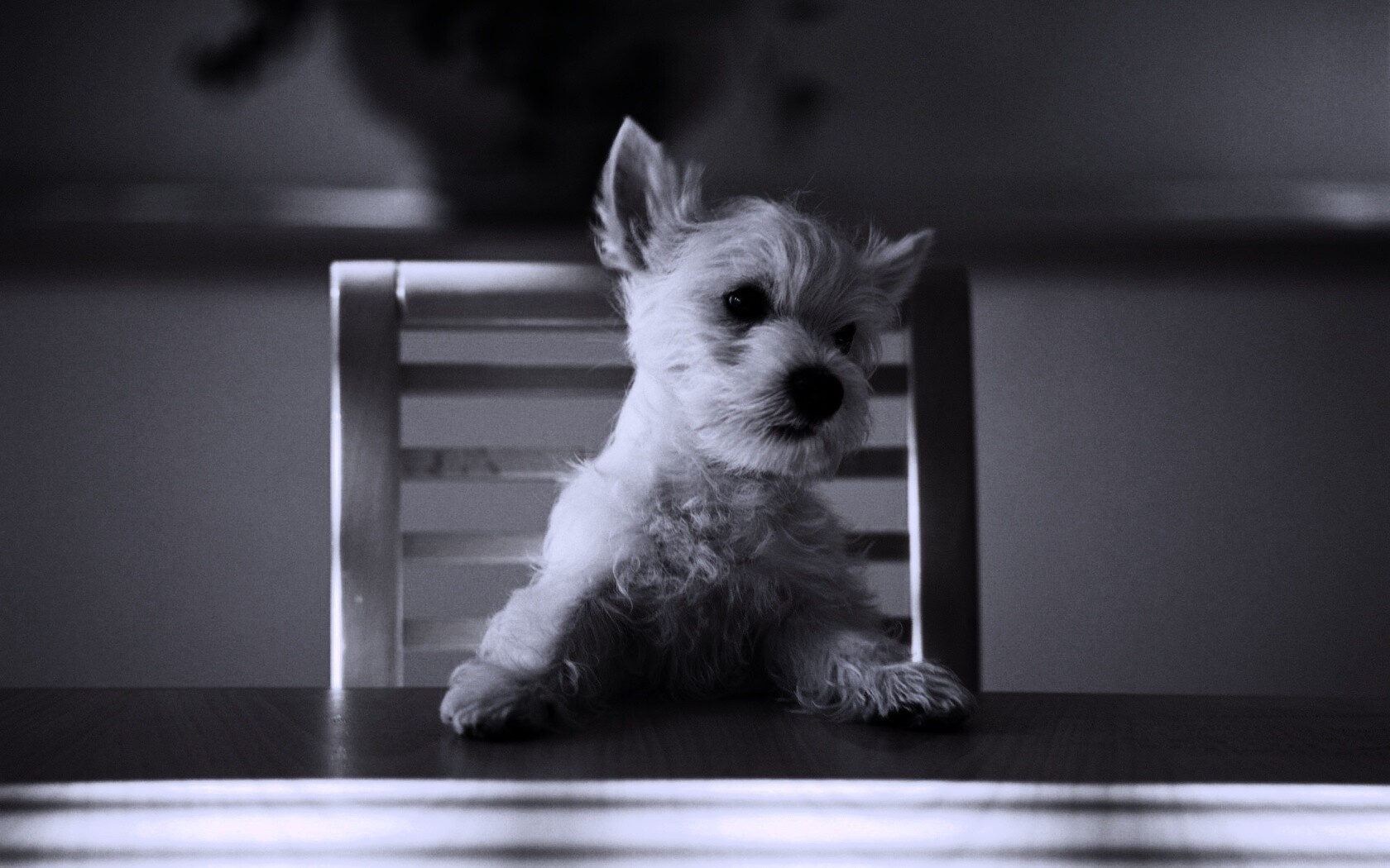 Щенок на стуле обои