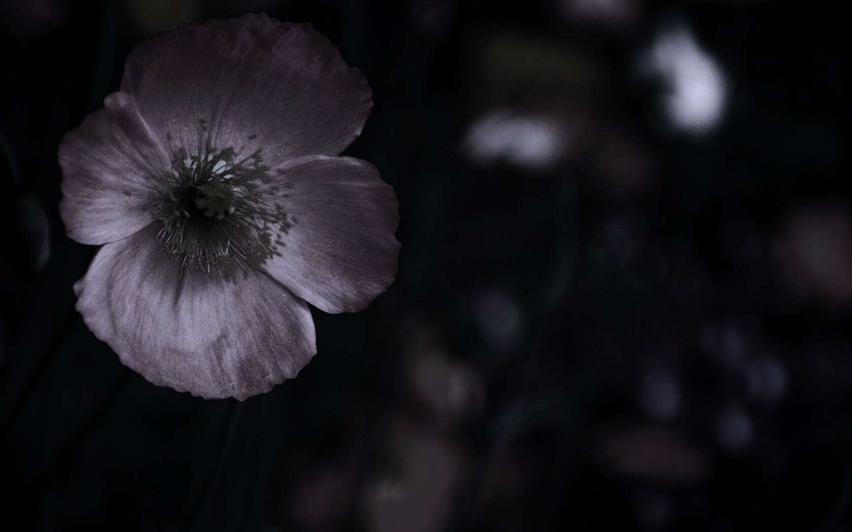 Красивый красный цветок обои