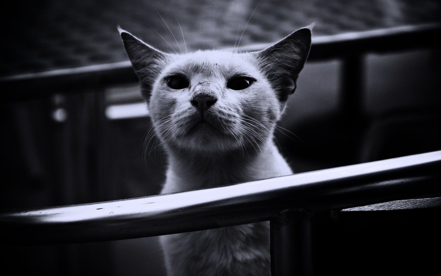 Настороженно принюхивающийся кот обои