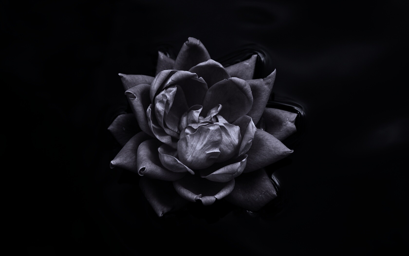 Красивый цветок на воде обои