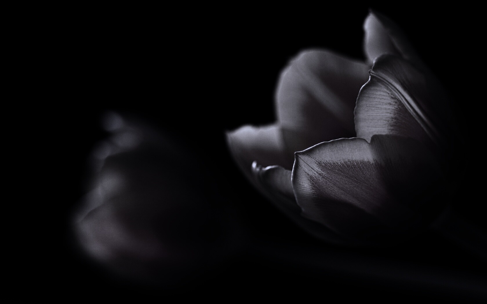 Тюльпаны в темноте обои