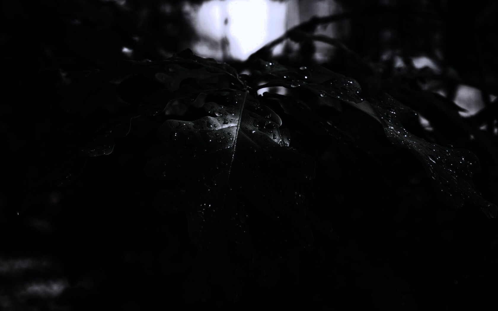 Сочные листья дуба обои