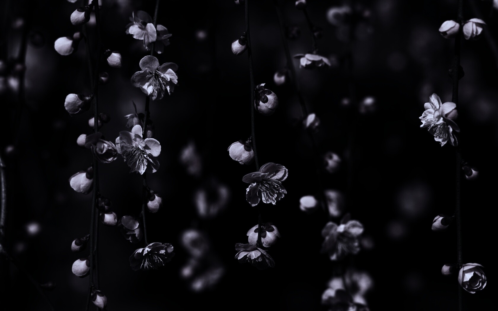 Веточки цветущего дерева обои