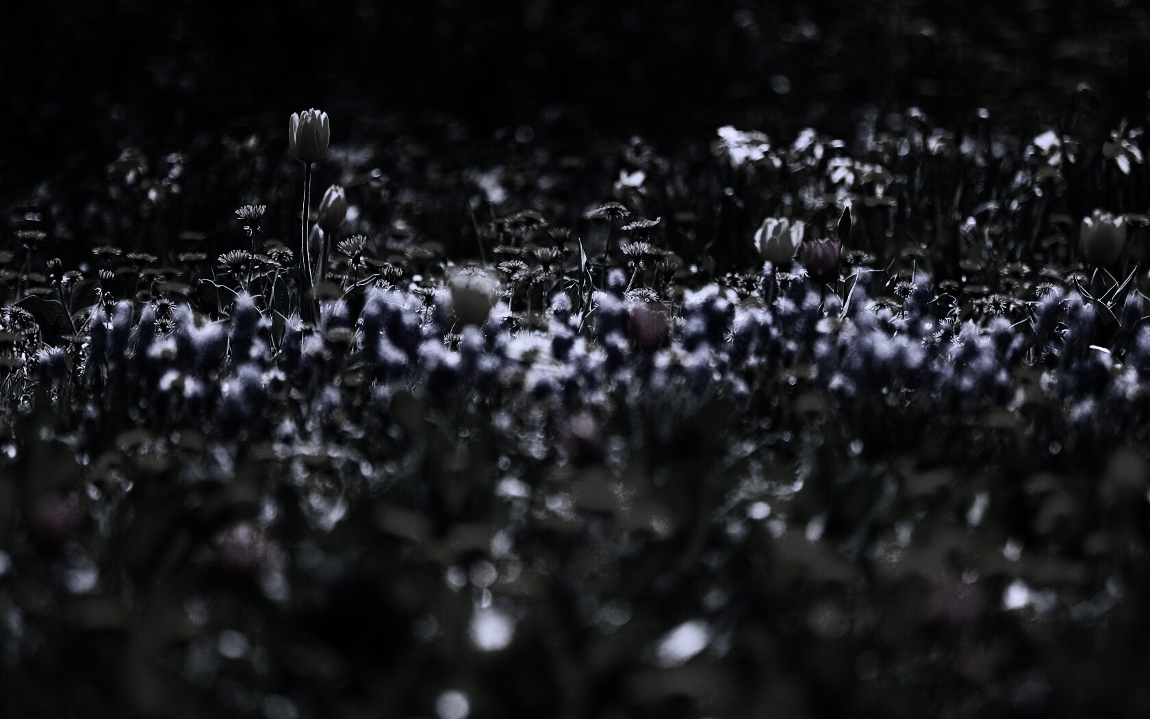 Все краски весны обои