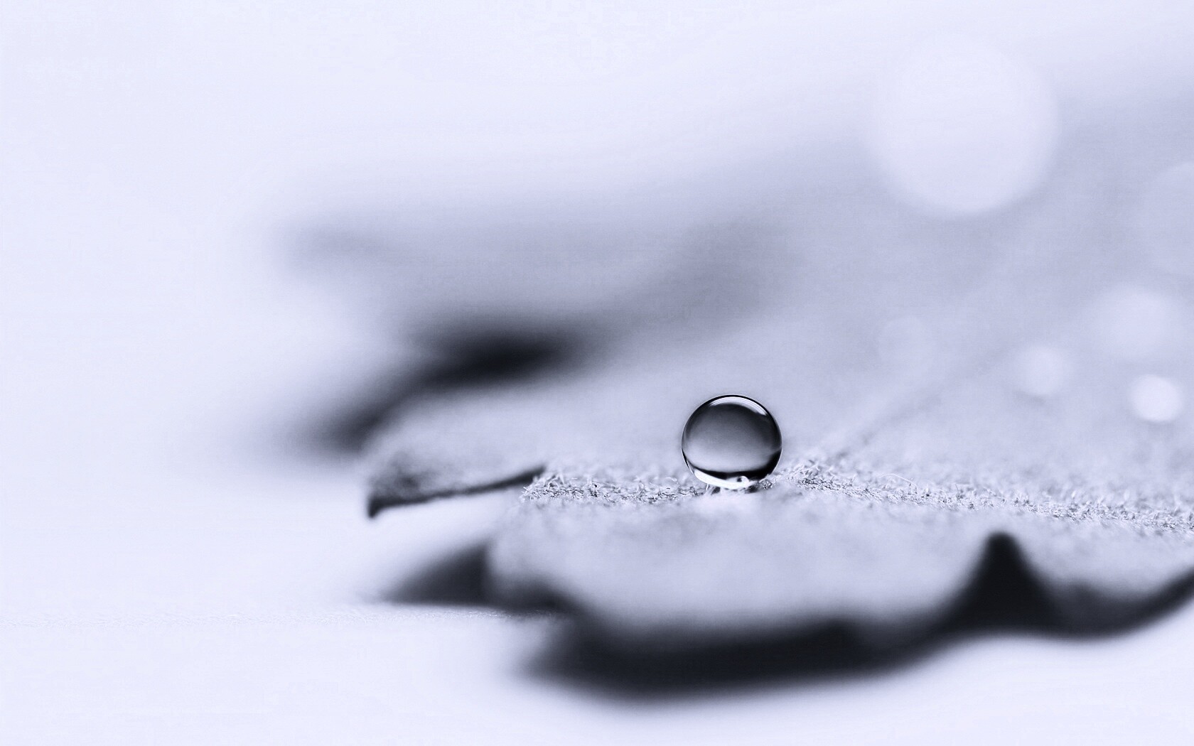 Капля на замёрзжем листе обои