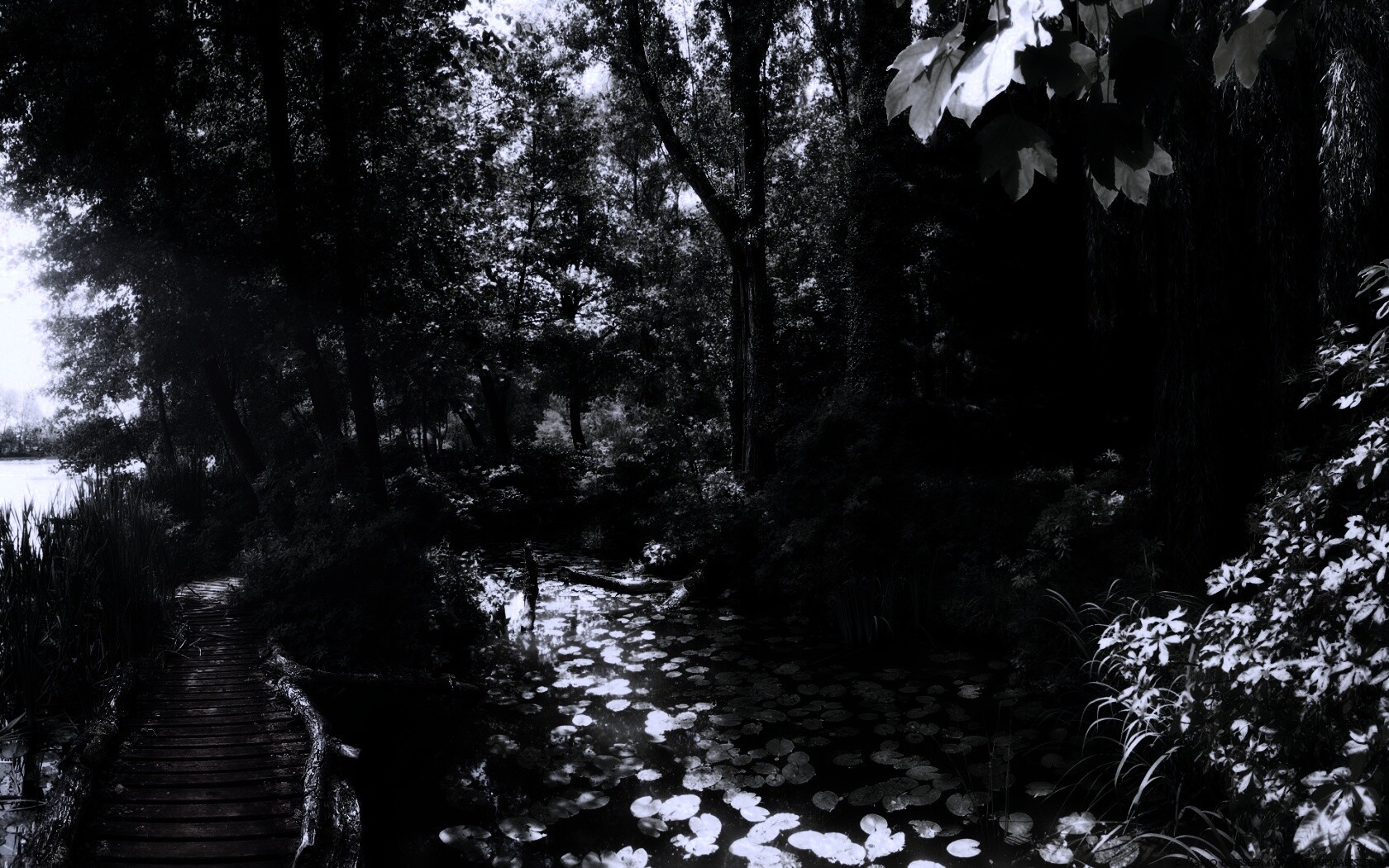 Пруд в лесу обои