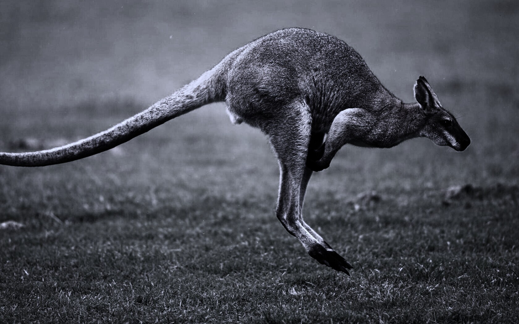 Кенгуру обои