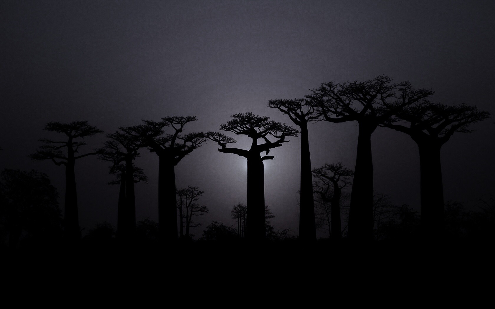 Баобабы на закате обои