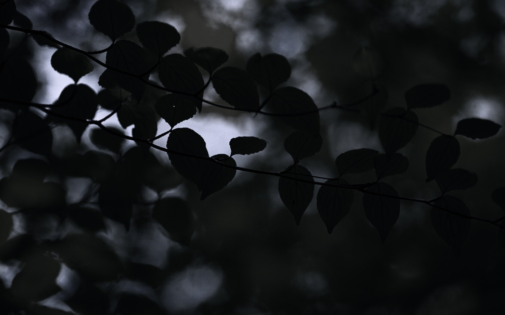 Ветка яркой зелени обои