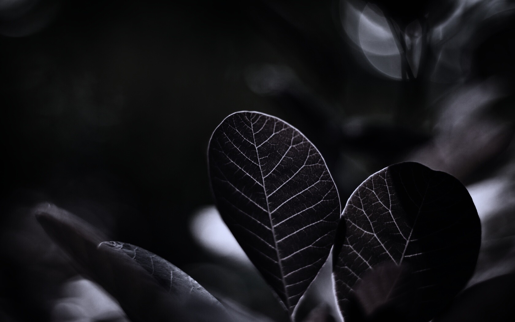 Красные листья обои