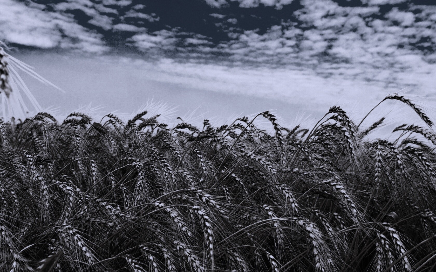 Колосья в поле обои