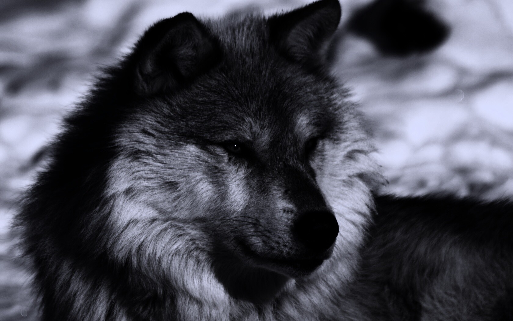 Лайка на снегу обои