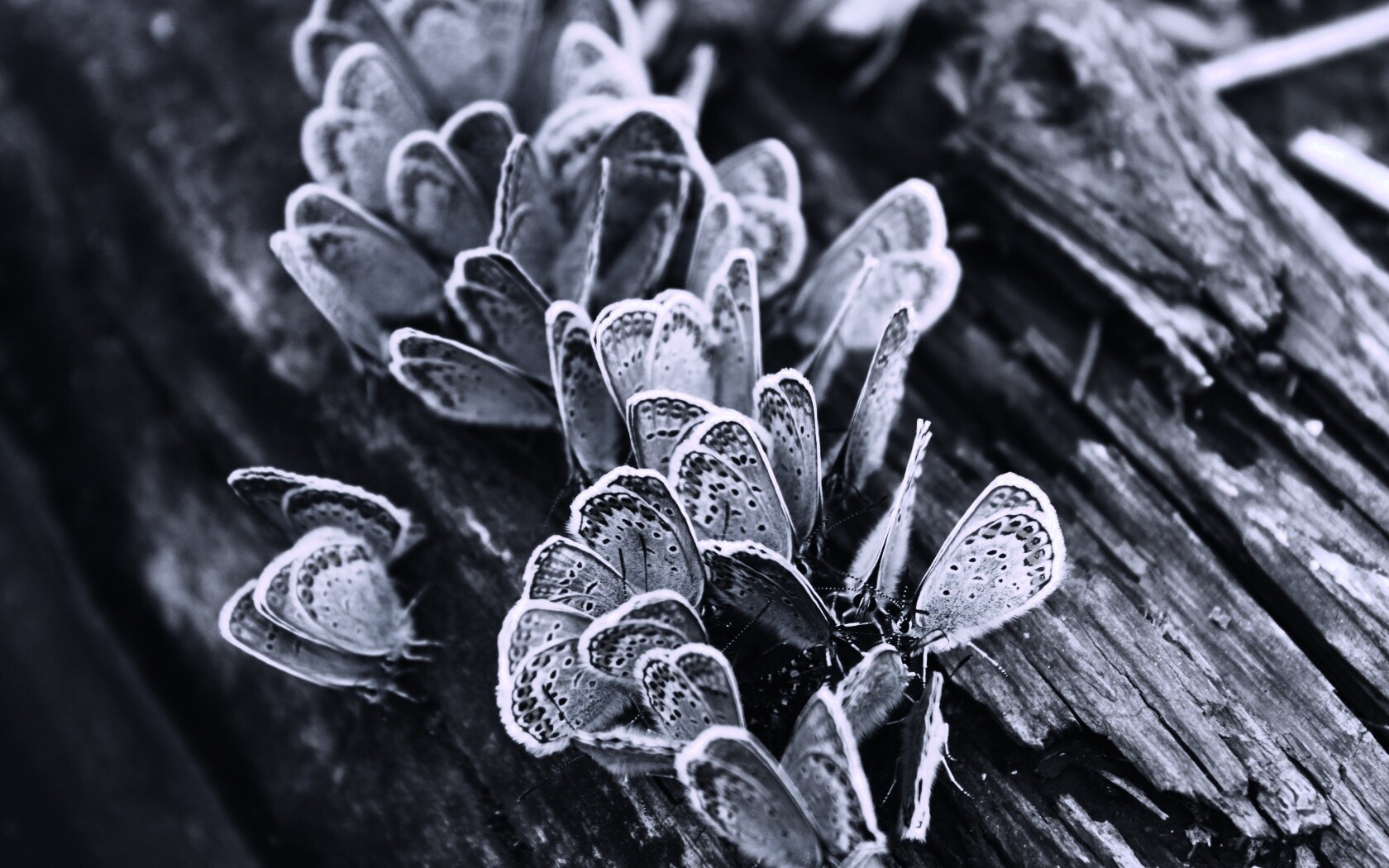 Голубые бабочки обои