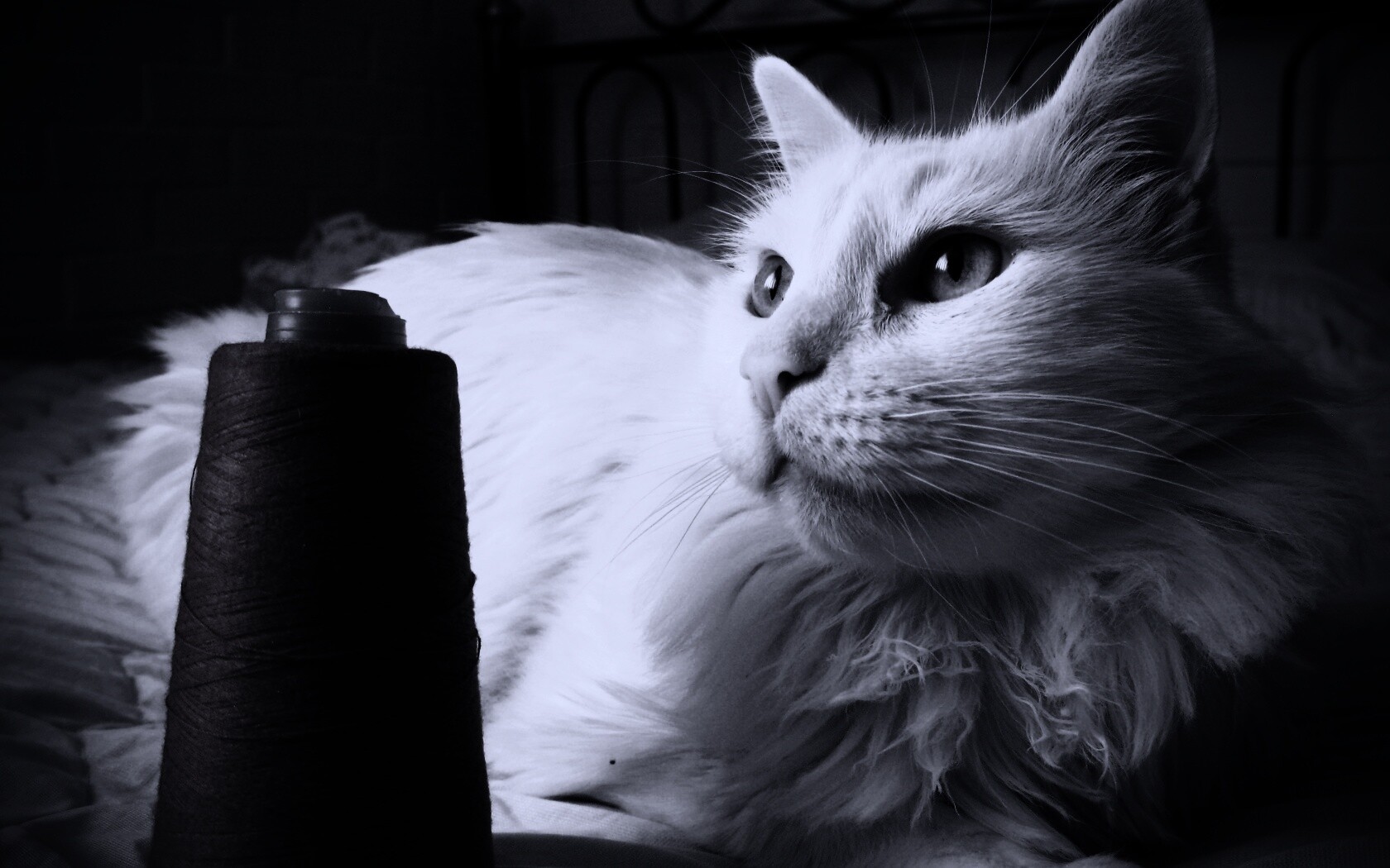 Белый кот с катушкой ниток обои