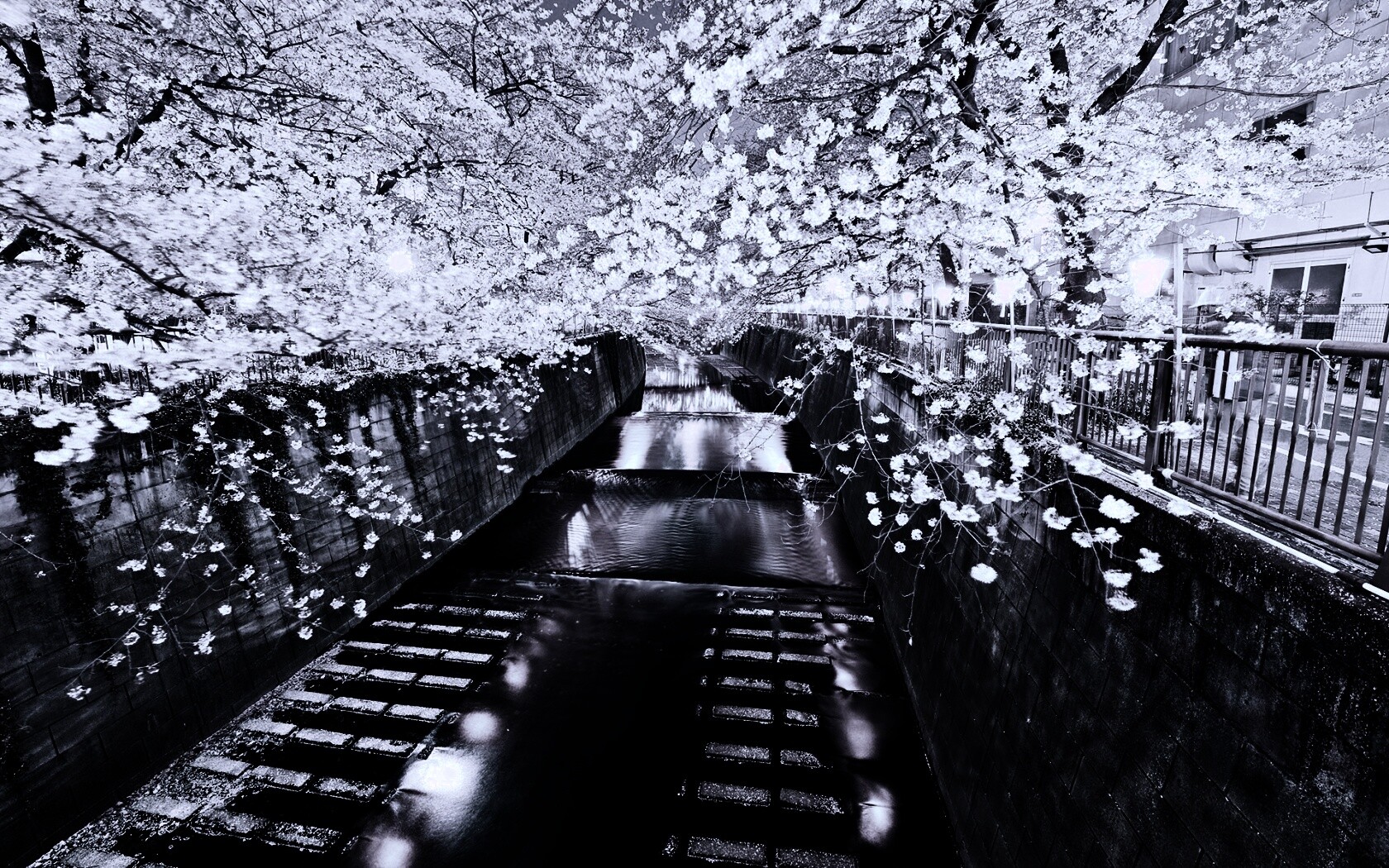 Река и цветение сакуры обои