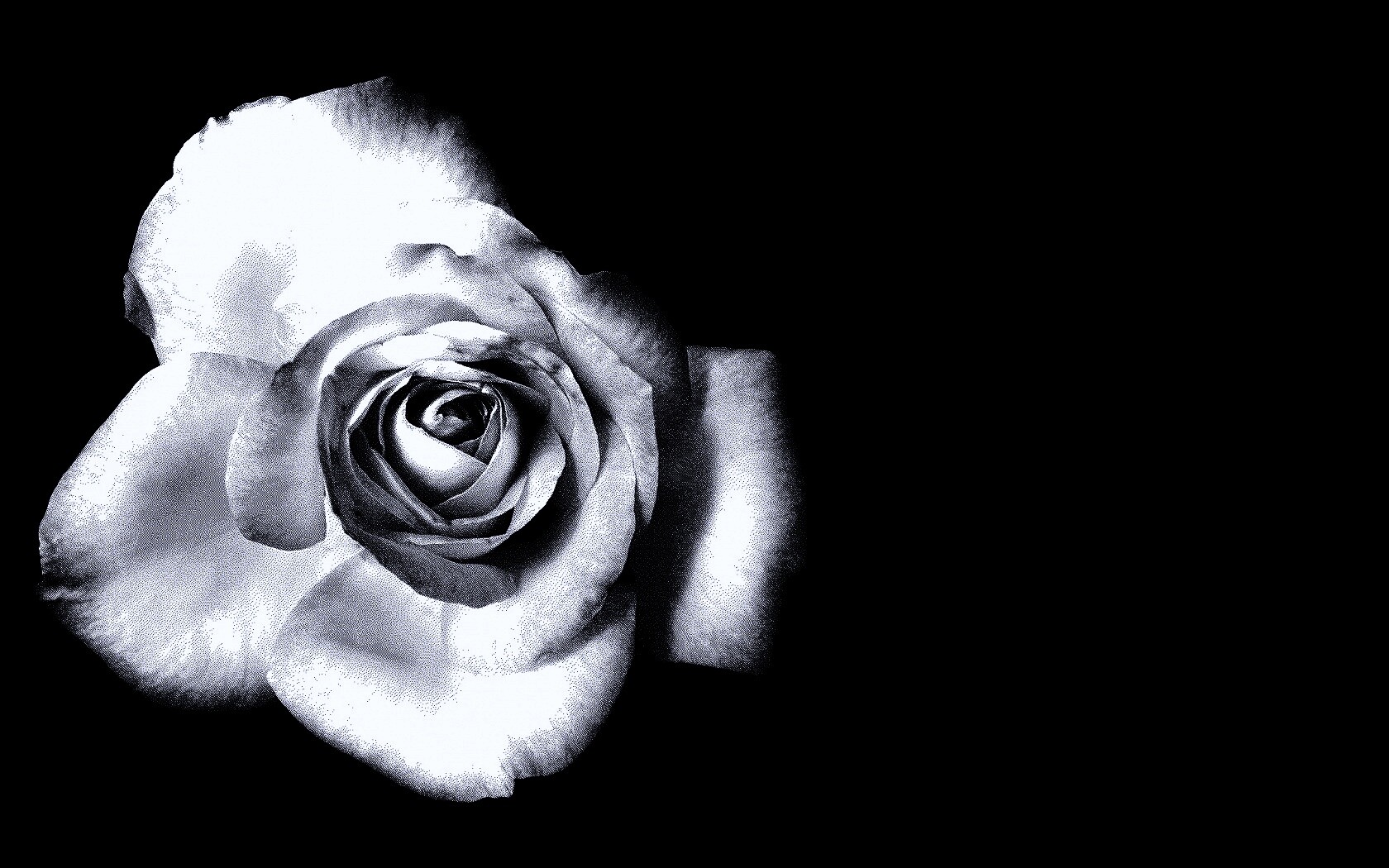 Черно-белая роза обои