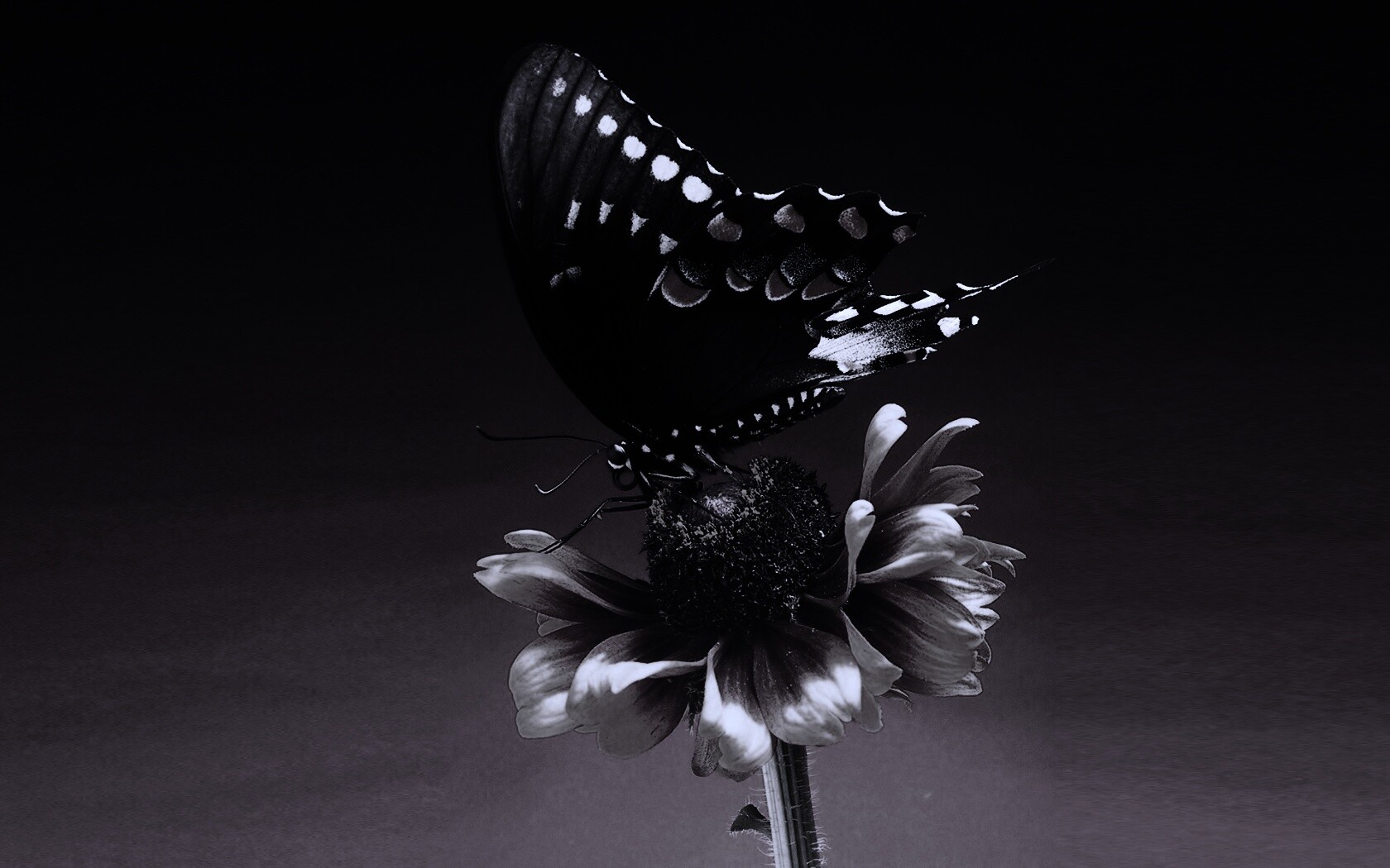 Бабочка на цветке обои