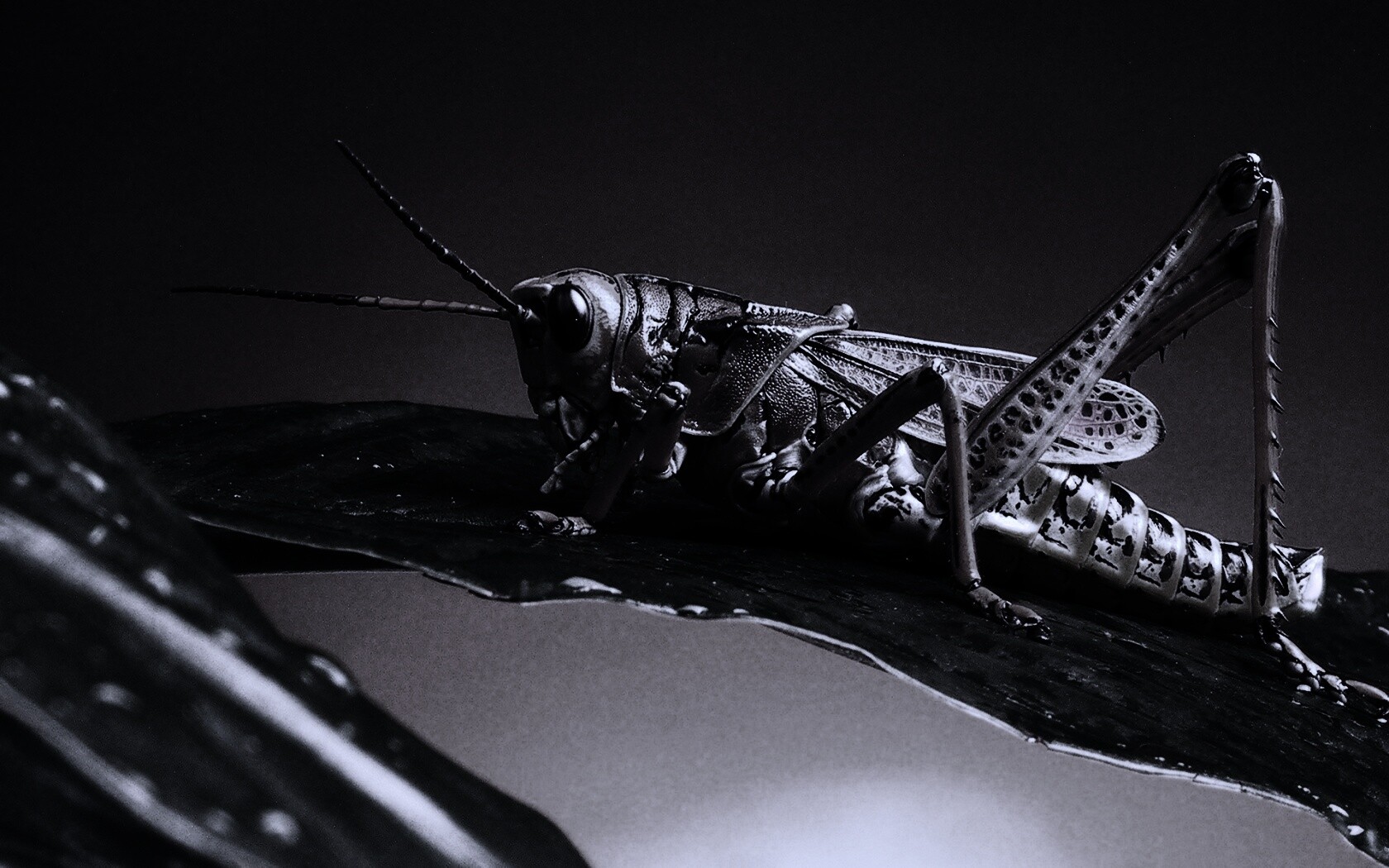 Сверчек на листе обои