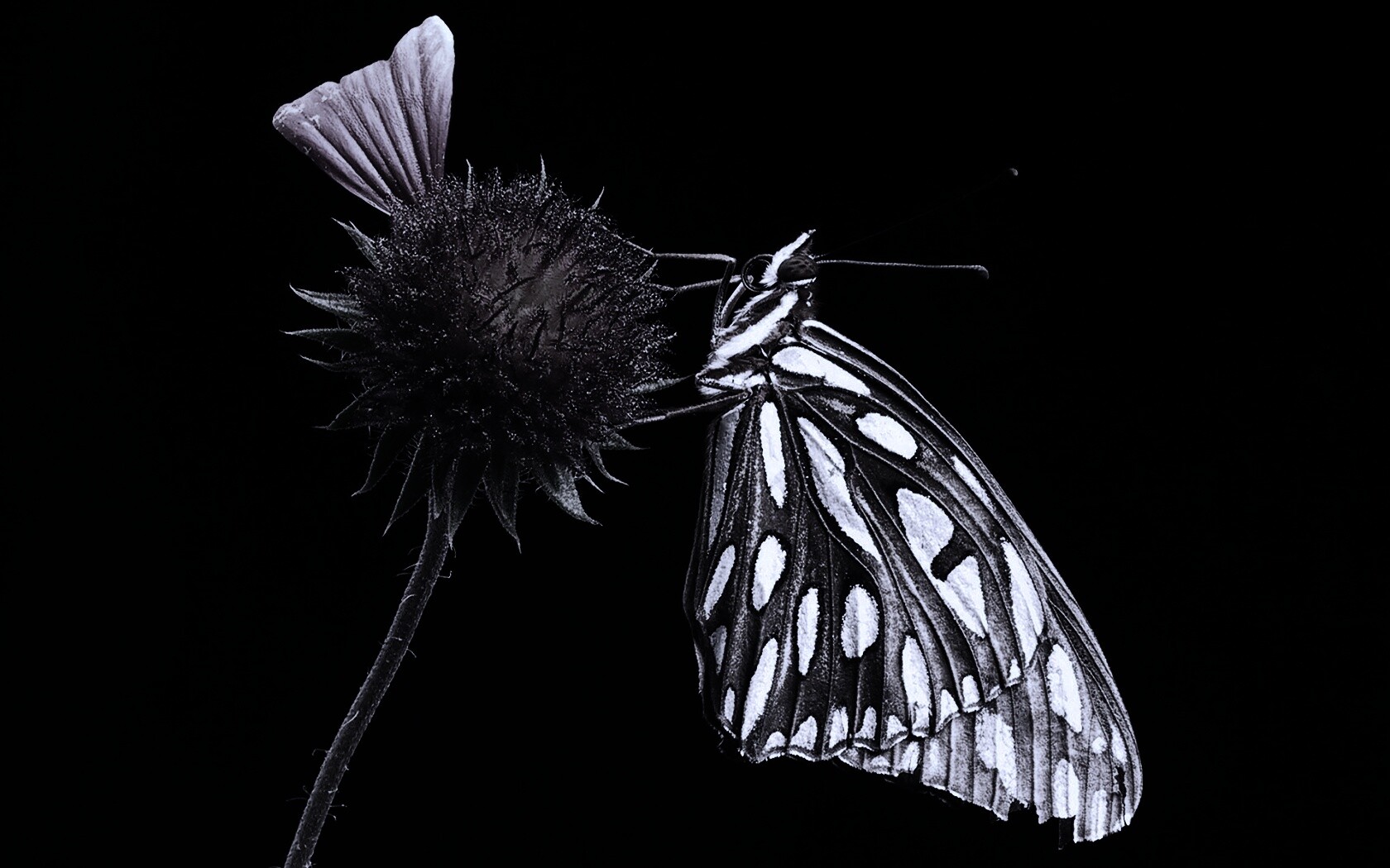 Бабочка на цветке обои