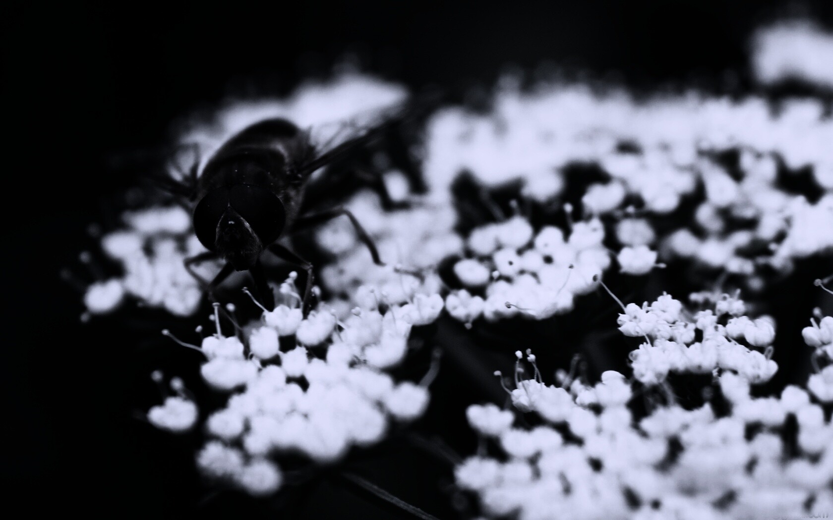 Пчела на нежный белых цветах обои