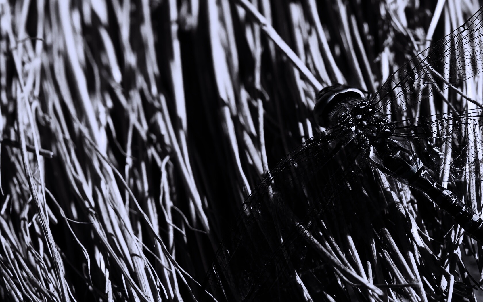 Стрекоза на сене обои