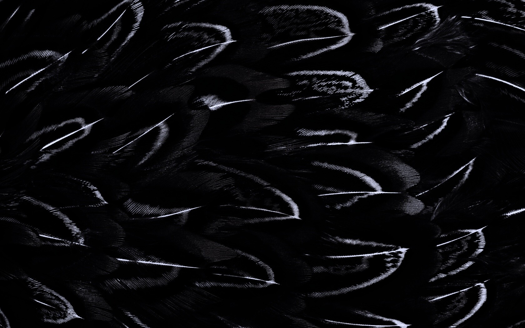 Красивые перья обои