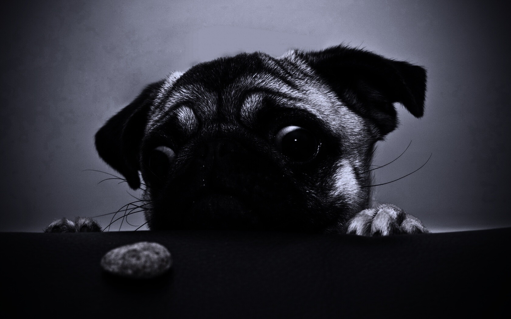 Собака нашла печеньку обои