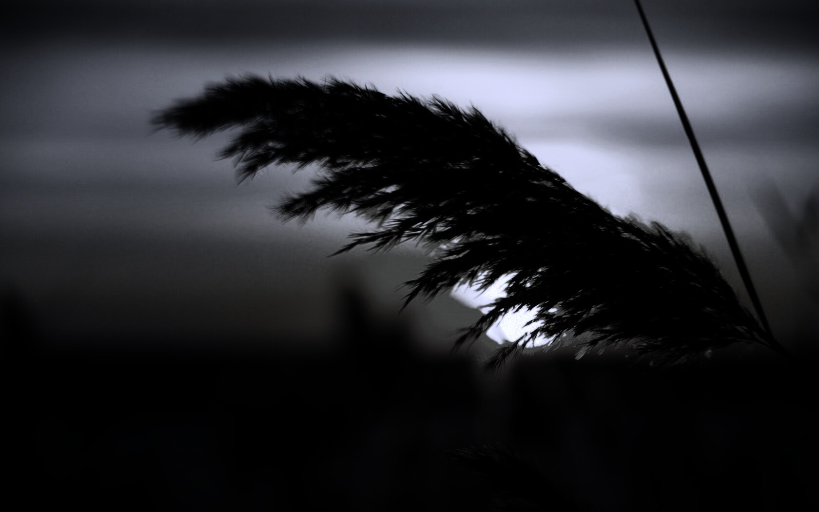 Камыш на закате обои