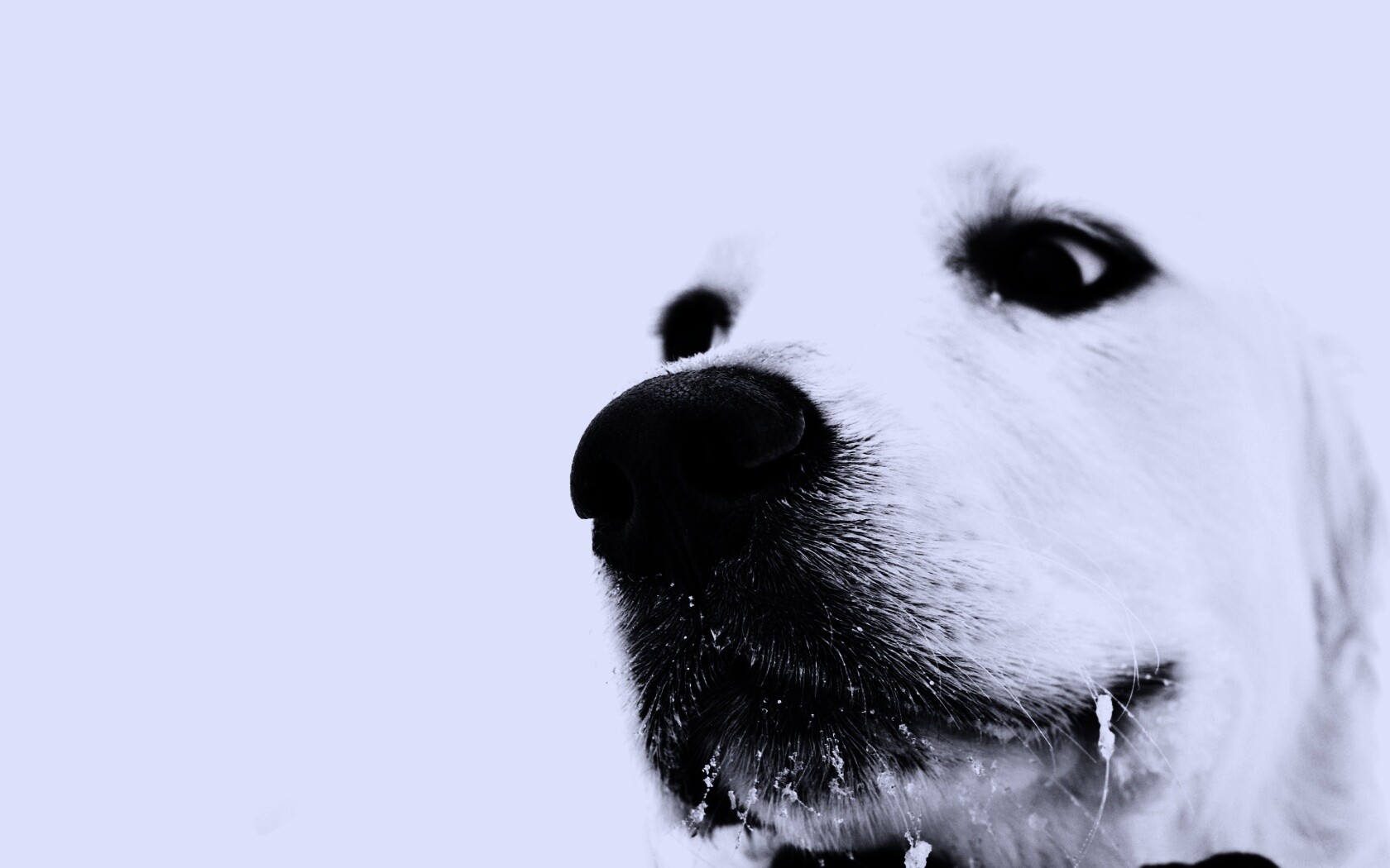 Белый пёсик обои