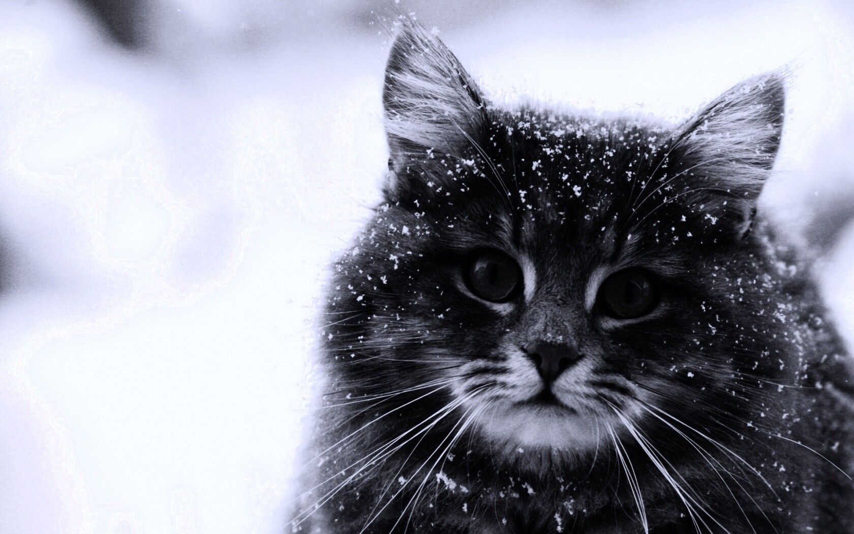 Кот в снегу обои