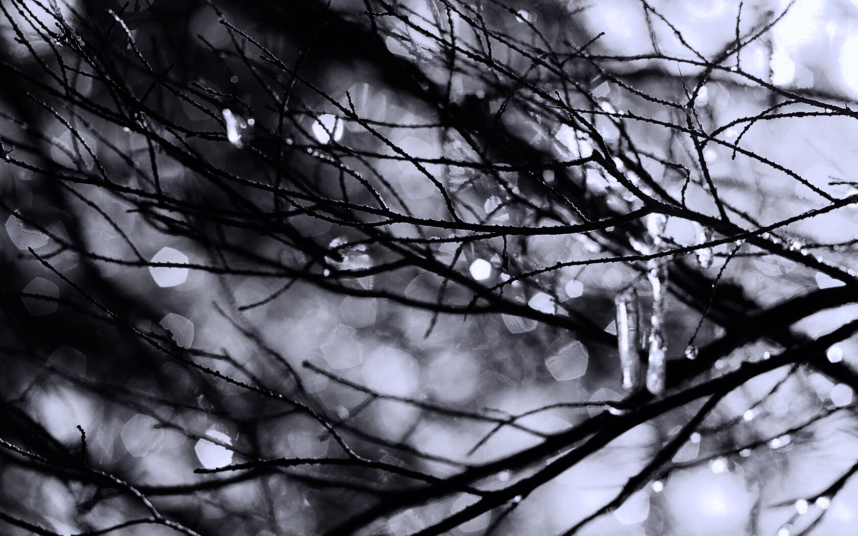 Мокрые ветви дерева обои