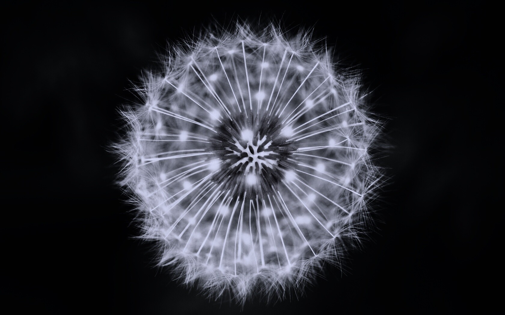 Макро фотография одуванчика обои