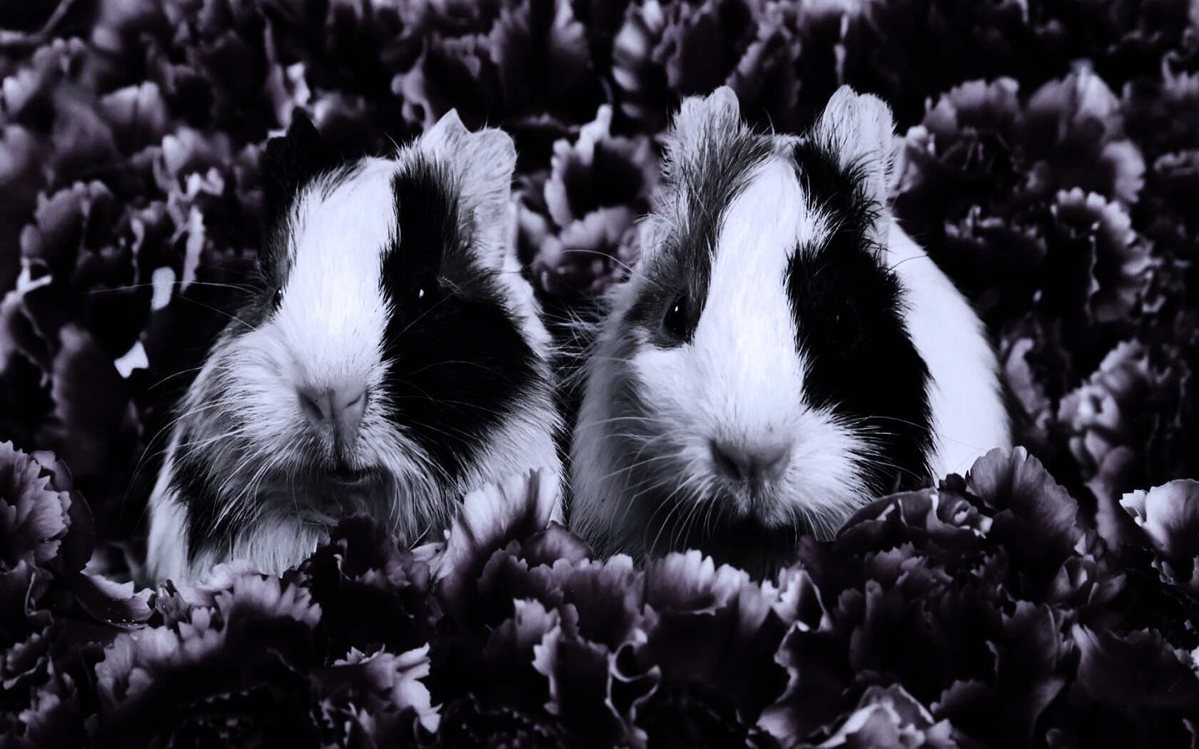 Морские свинки в гвоздиках обои