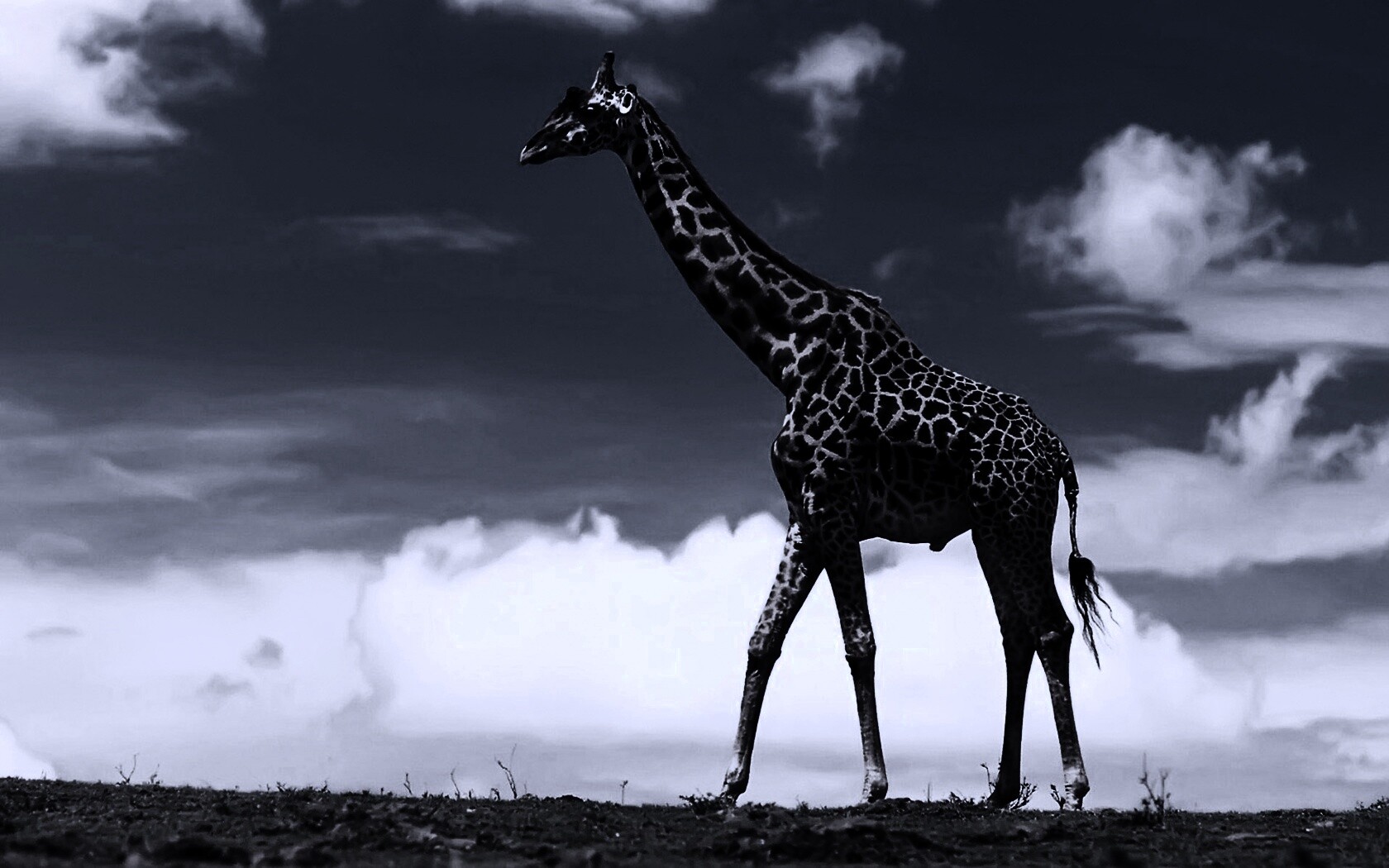 Жираф на прогулке обои