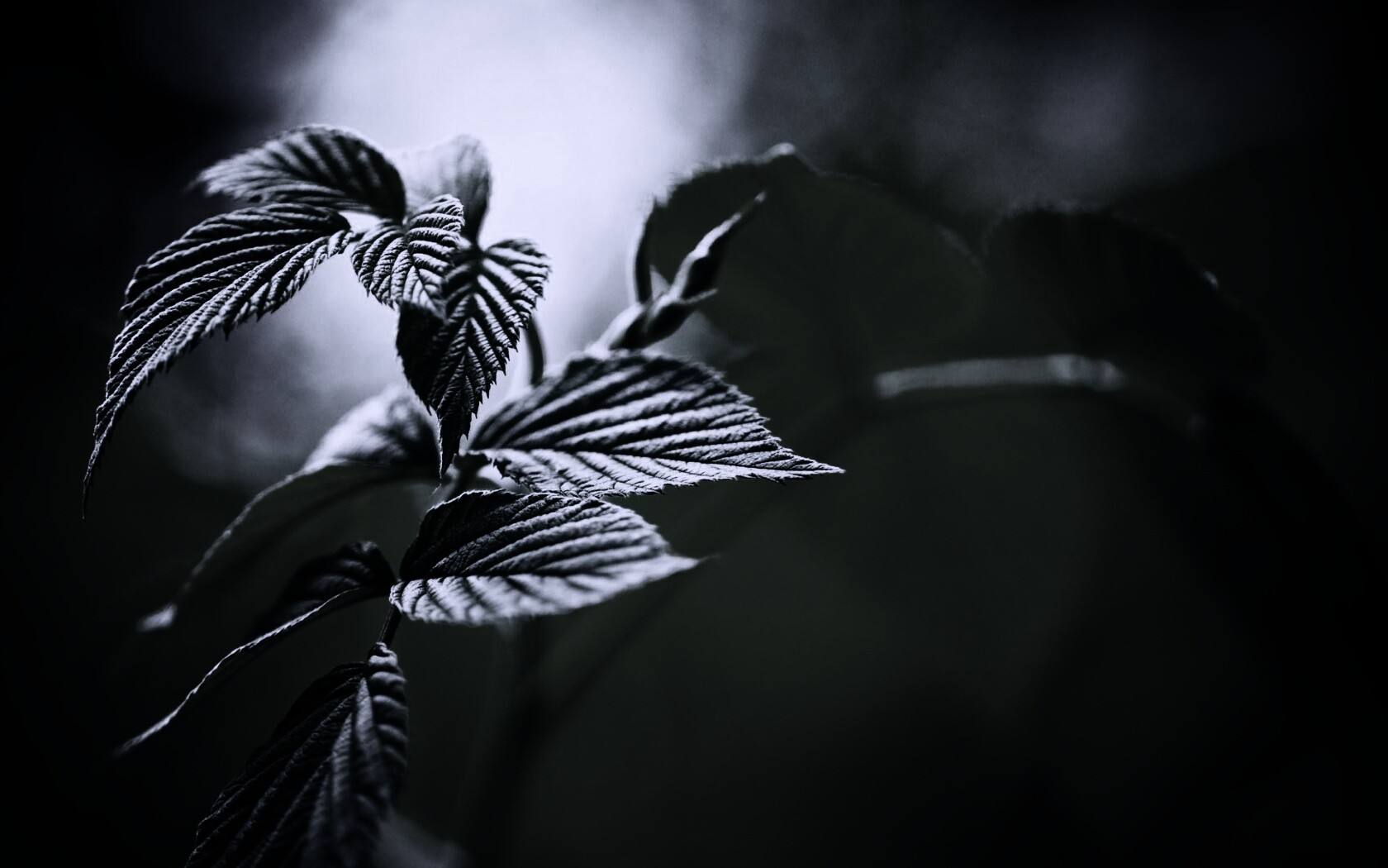 Листья малины обои