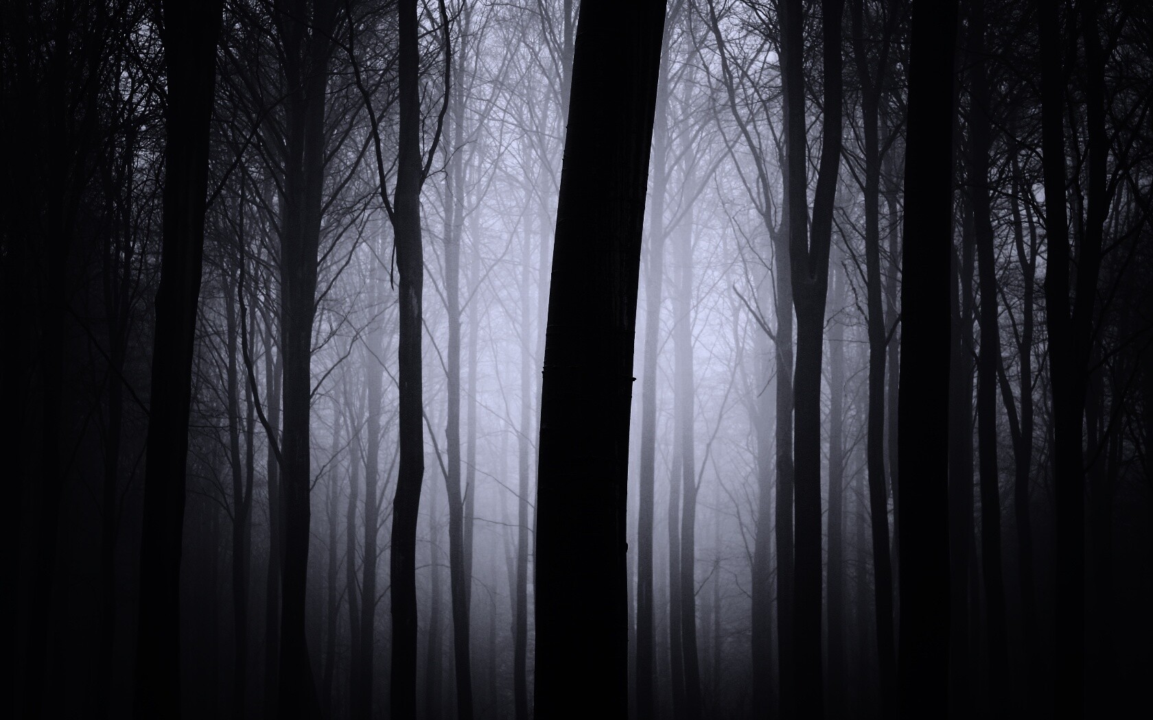 Туман в лесу обои