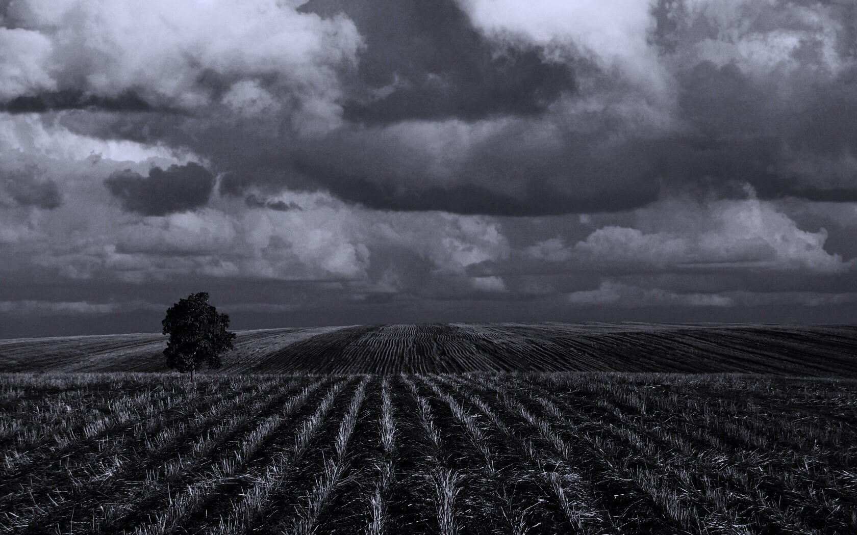 Дерево в поле обои