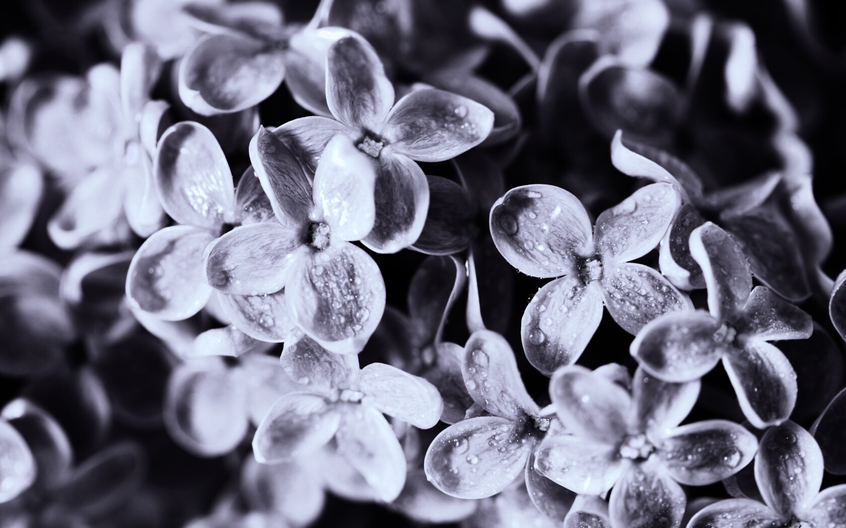 Цветы сирени обои