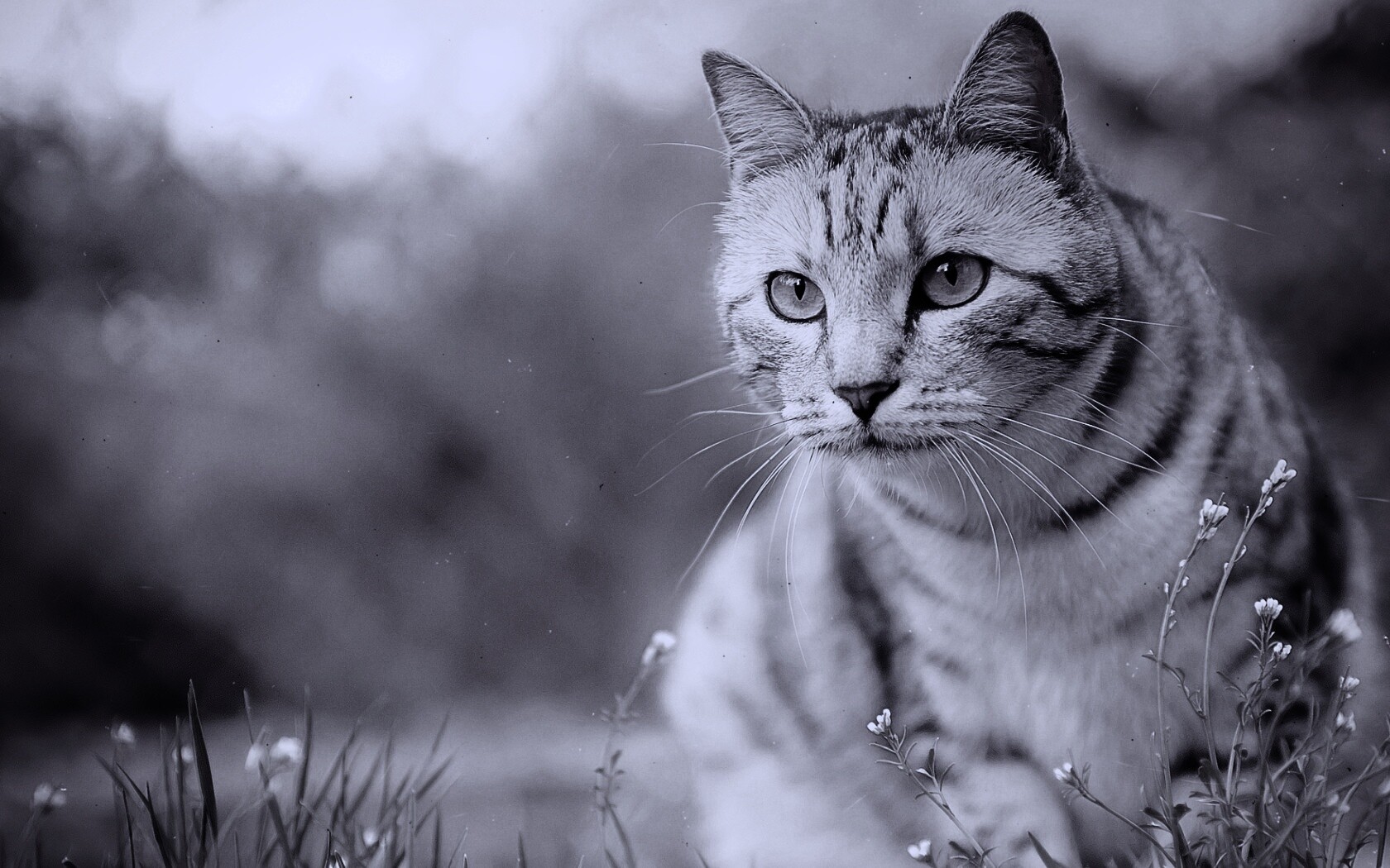 Кот в теплых тонах обои