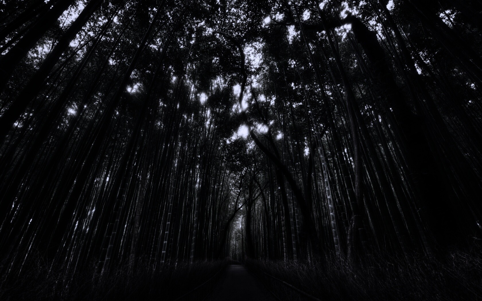 Дорога в тростниковых зарослях обои