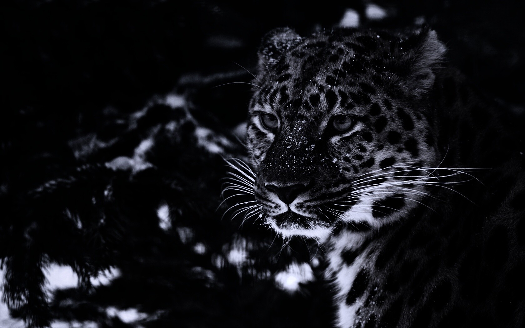 Леопард у заснеженной ели обои