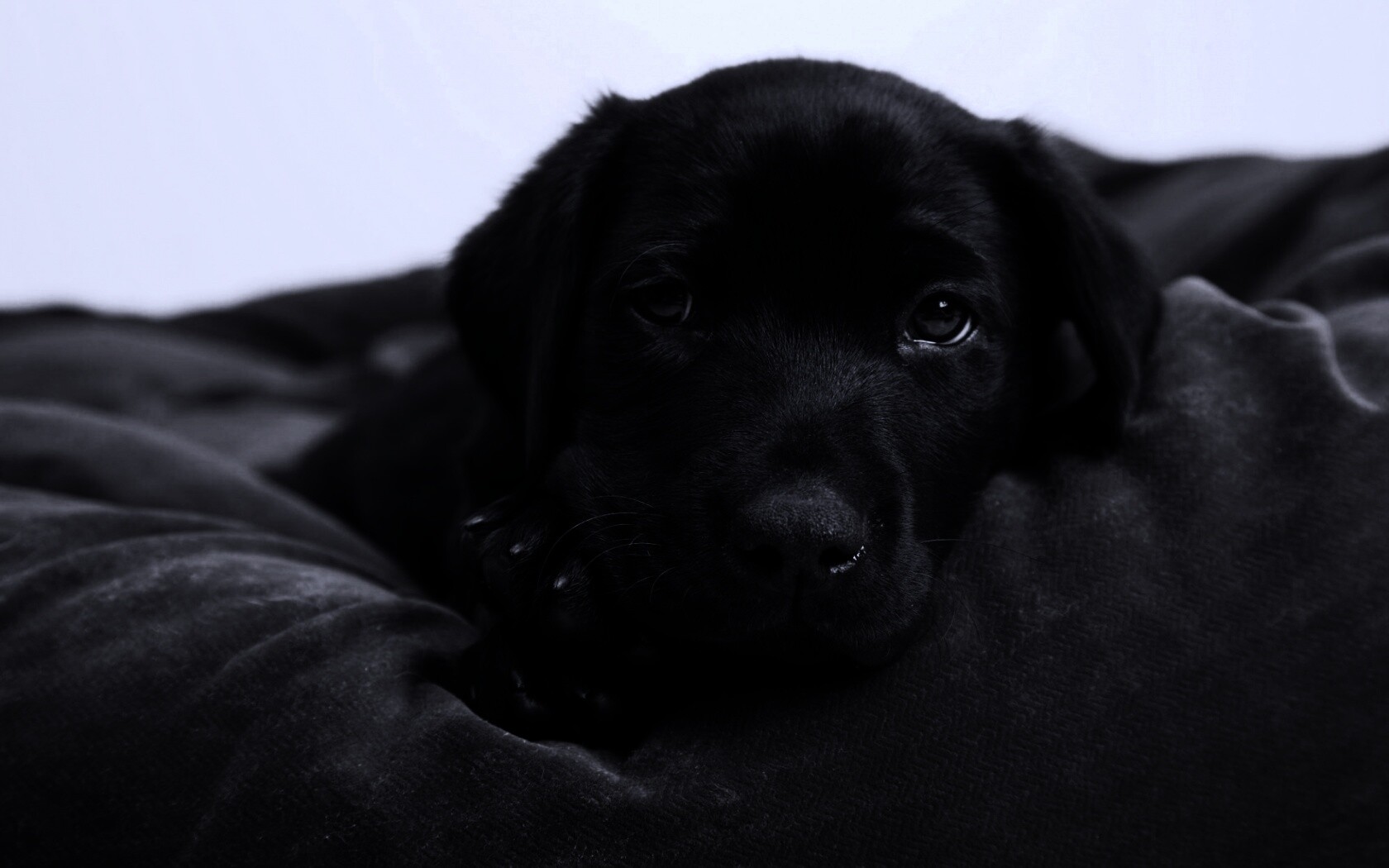 Сонный щенок немецкого поинтера обои