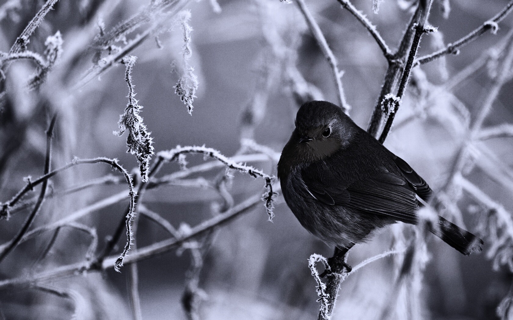 Птичка на ветке обои